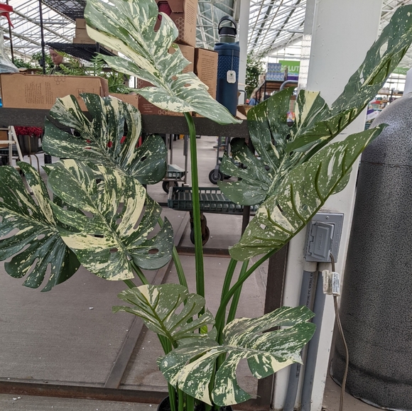 The Blackw1dow is live - Picture 8 of 10